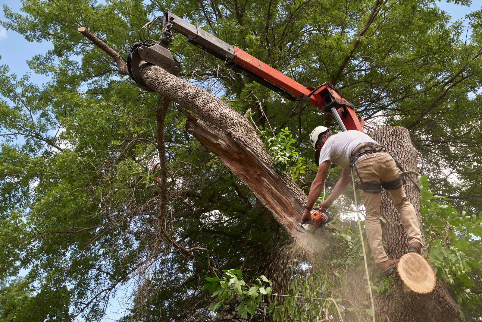 tree removal near me in Vernon Hills